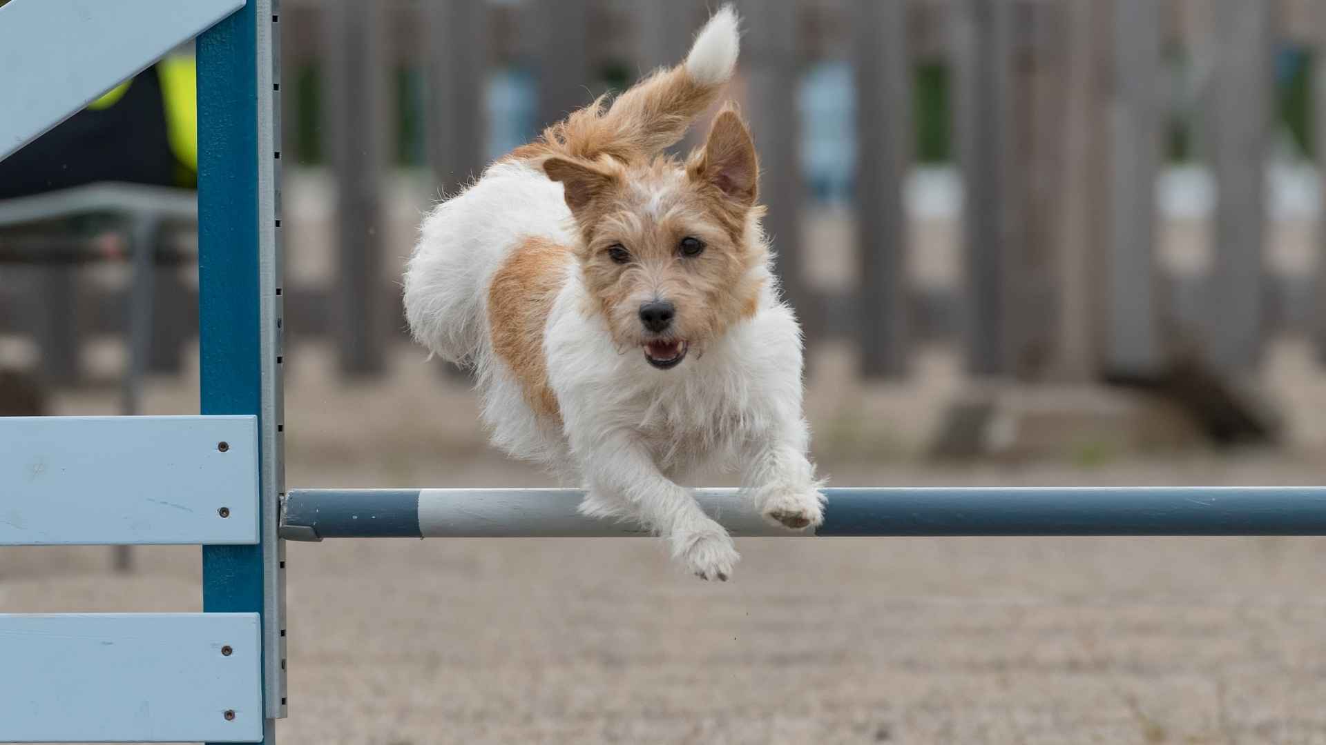 9 Dog Breeds That Leap Over Obstacles In One Jump