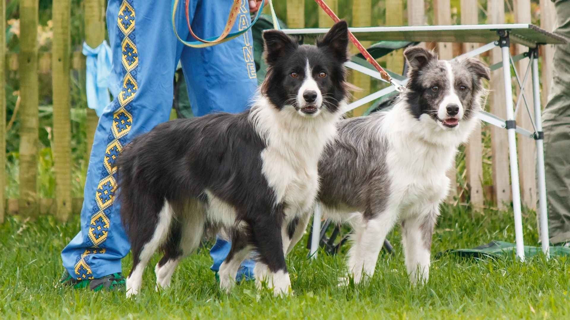 9 Dog Breeds That Learn Tricks From Watching: The Keen Observers