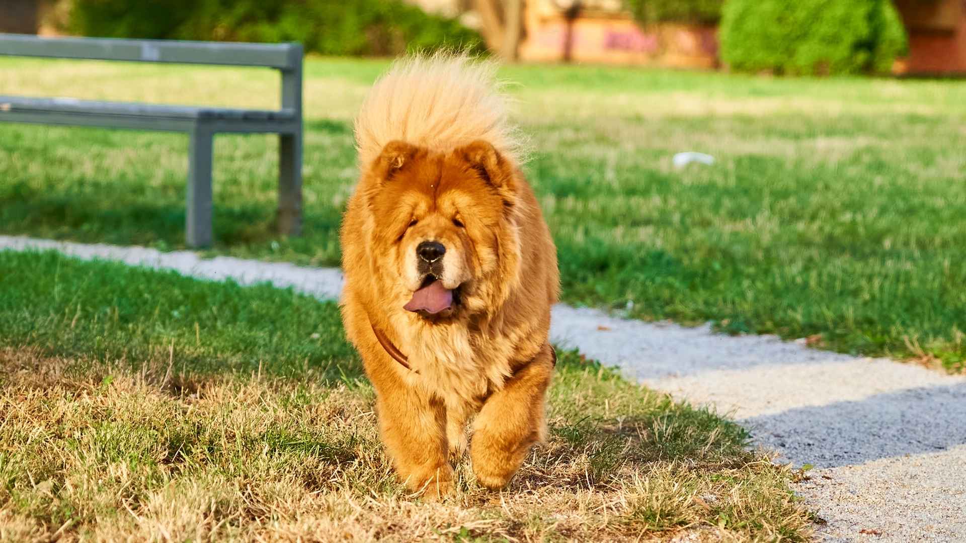 9 Dog Breeds That Look Like Bears But Stay Gentle