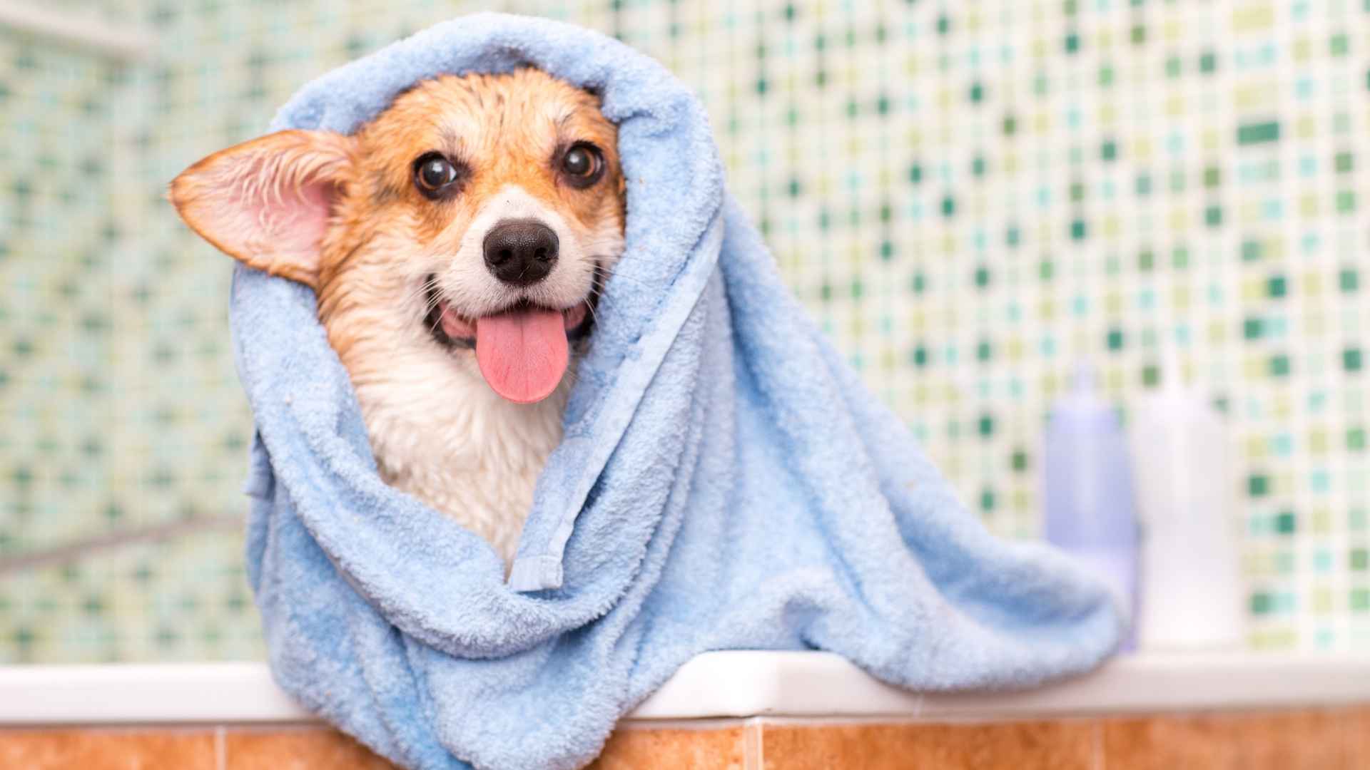9 Dog Breeds That Love Bath Time And Stay Calm and Happy in Water