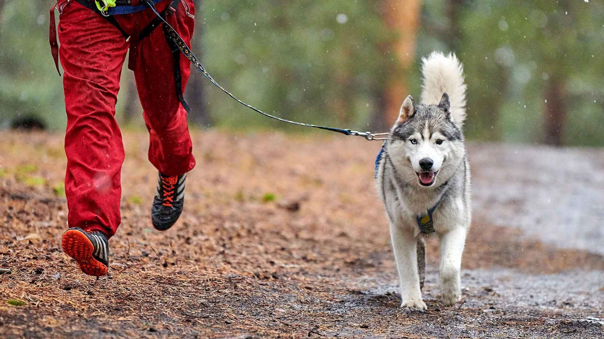 9 Dog Breeds That Love Long Marathon Runs With Owners