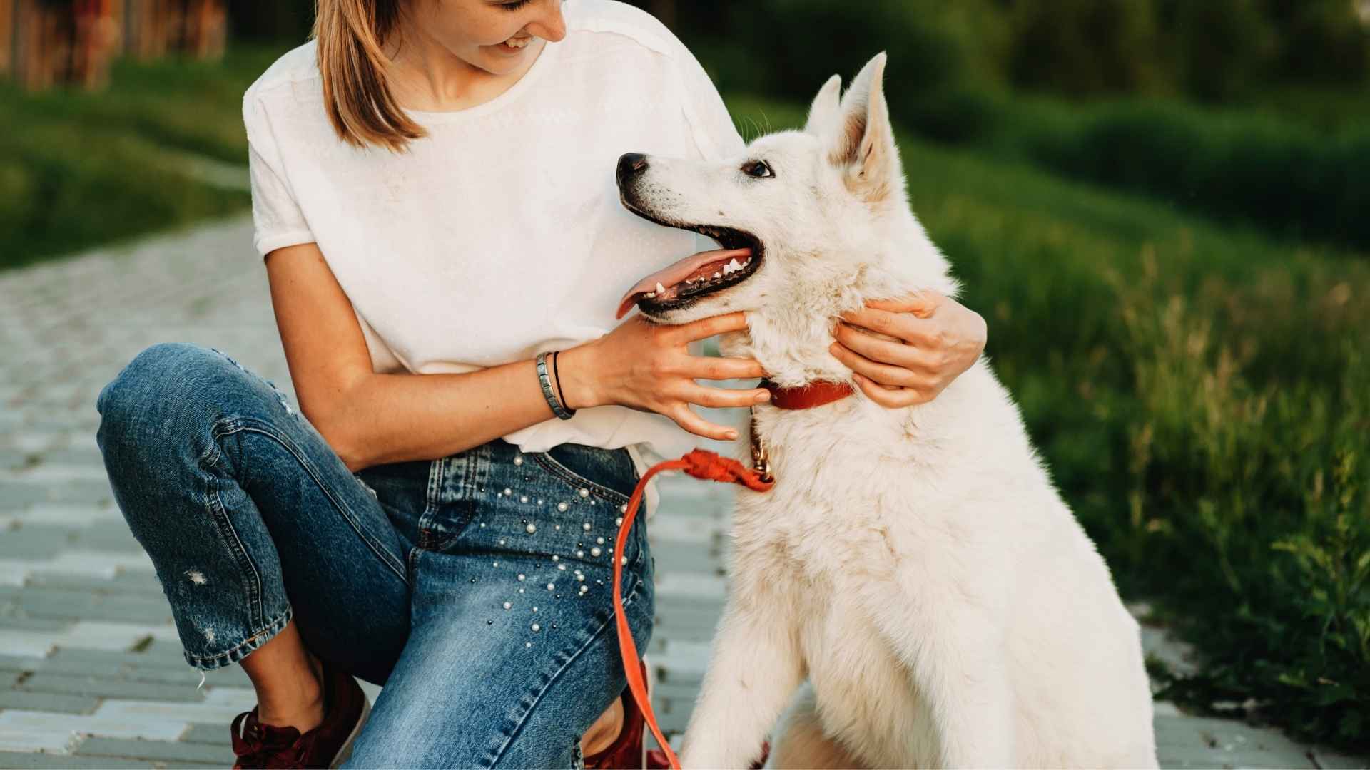 9 Dog Breeds That Love Making Eye Contact for Building Connection