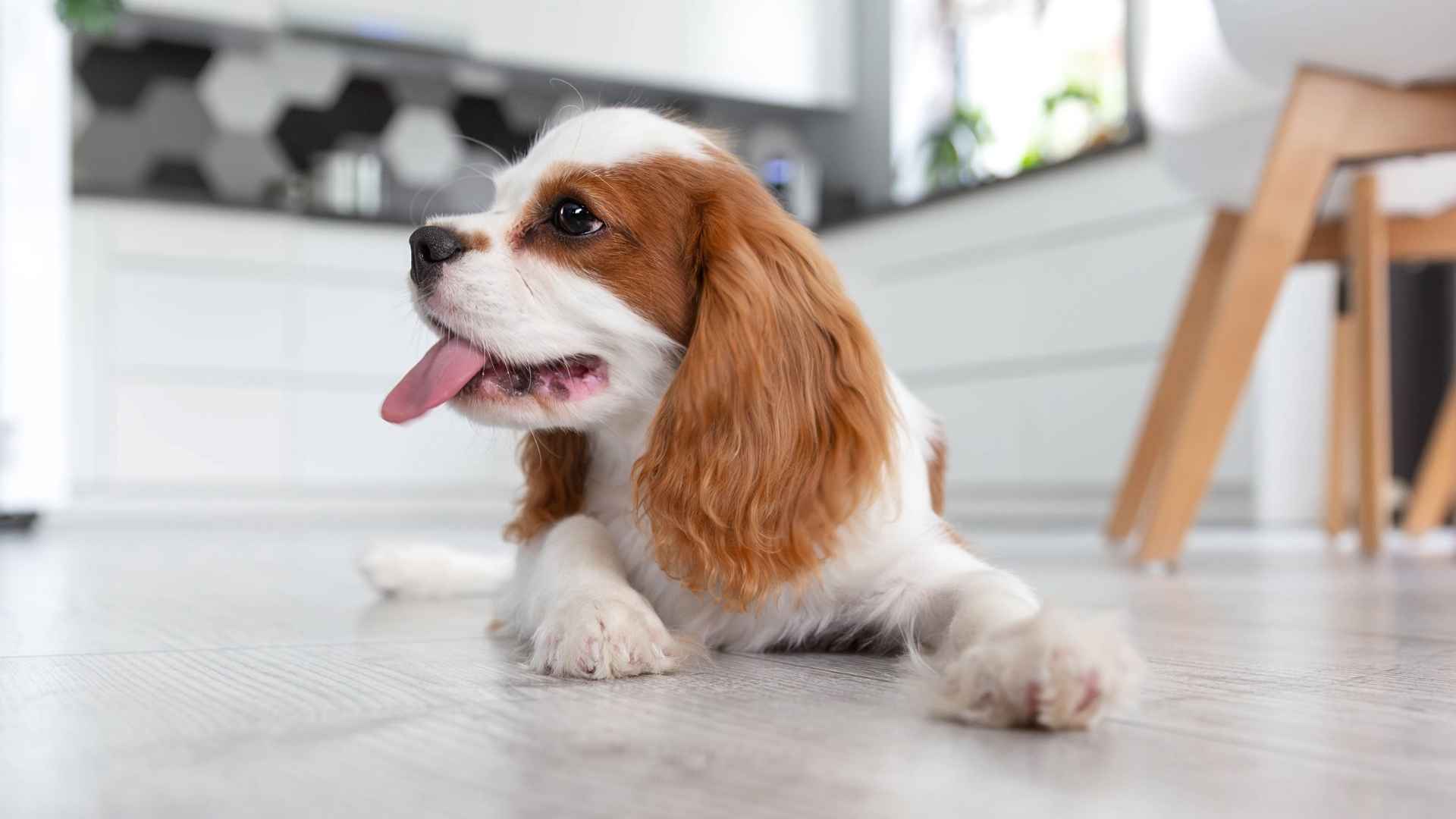 9 Dog Breeds That Love Minimalist Homes: Calm & Clutter-Free