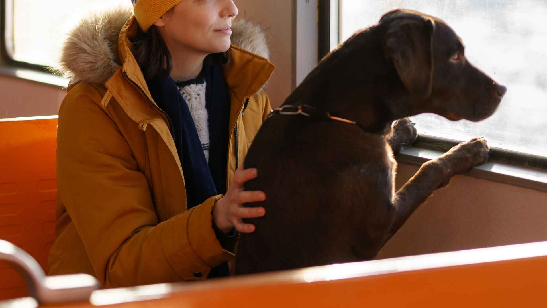 9 Dog Breeds That Love Sitting In Window Seats On Buses