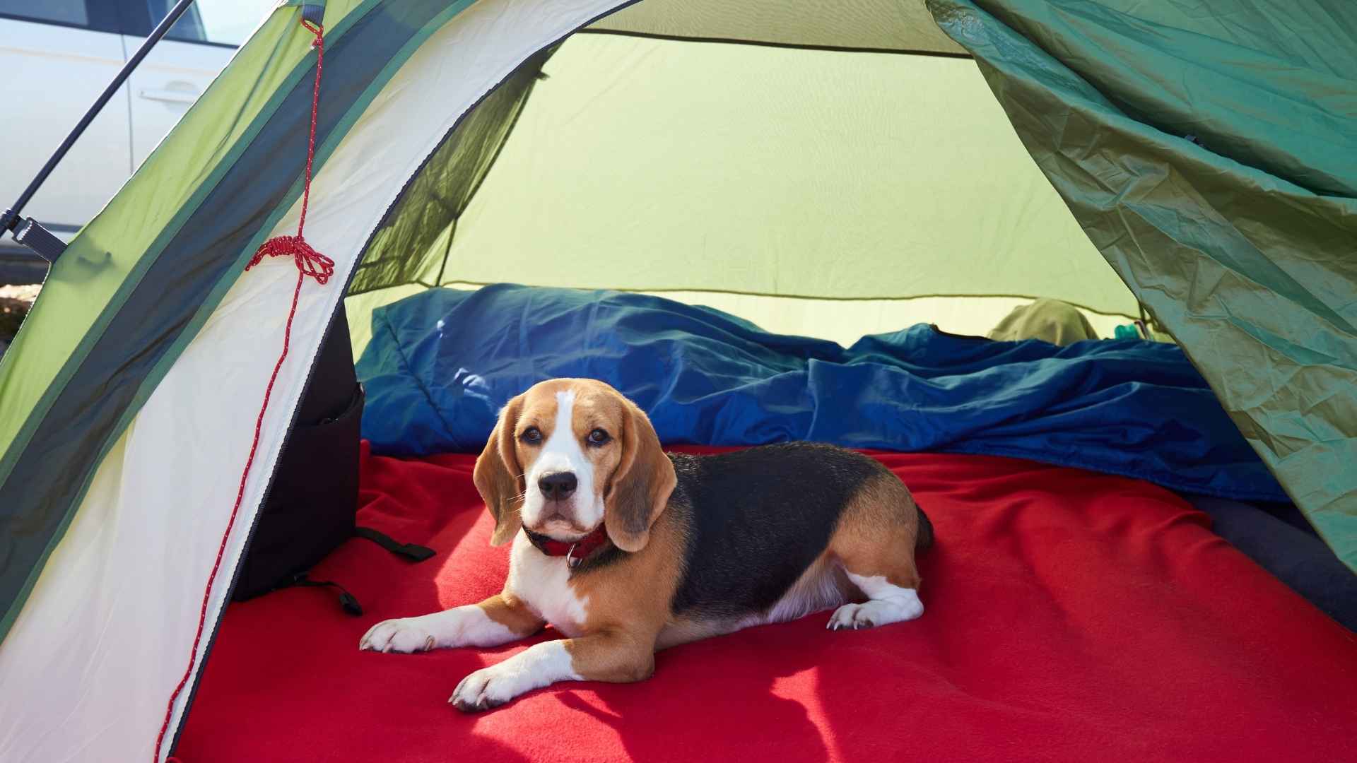 9 Dog Breeds That Love Sleeping in Tents on Hikes