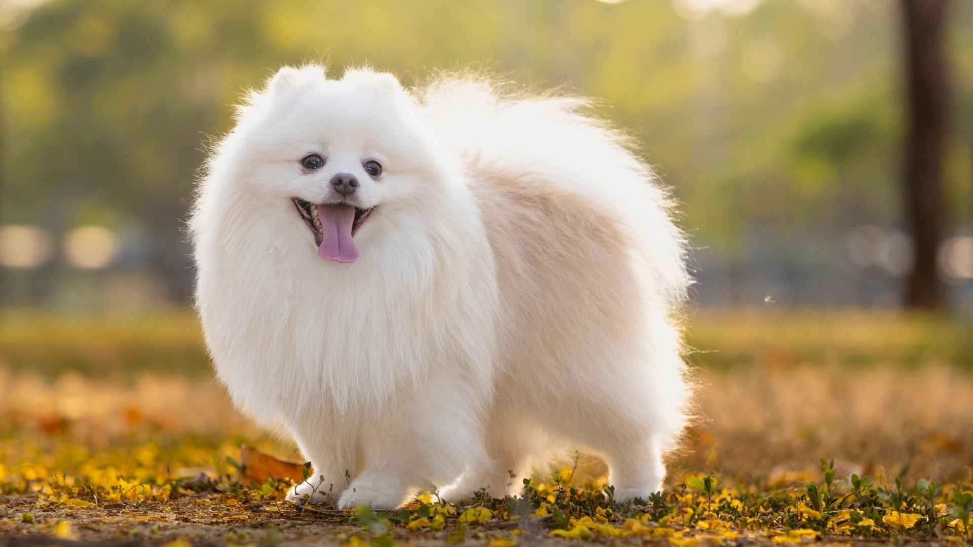 9 Dog Breeds That Love to Smile and Brighten Your Day