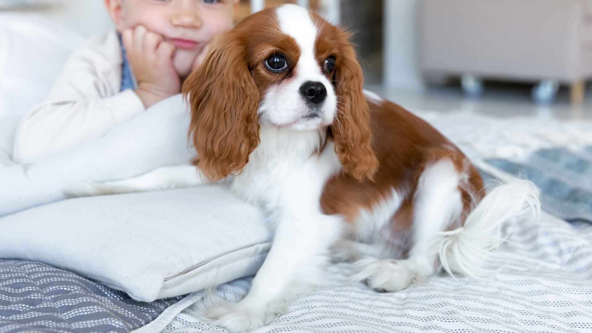 9 Dog Breeds That Make Excellent Babysitters You Can Trust