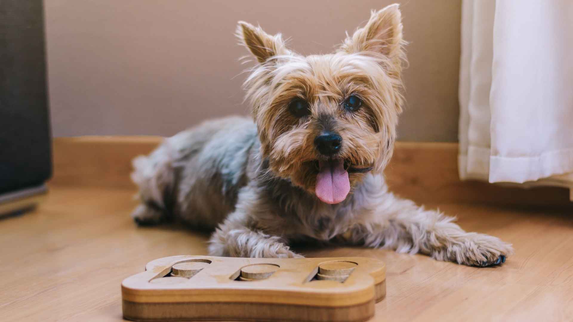 9 Dog Breeds That Master Puzzle Toys and Love a Mental Challenge