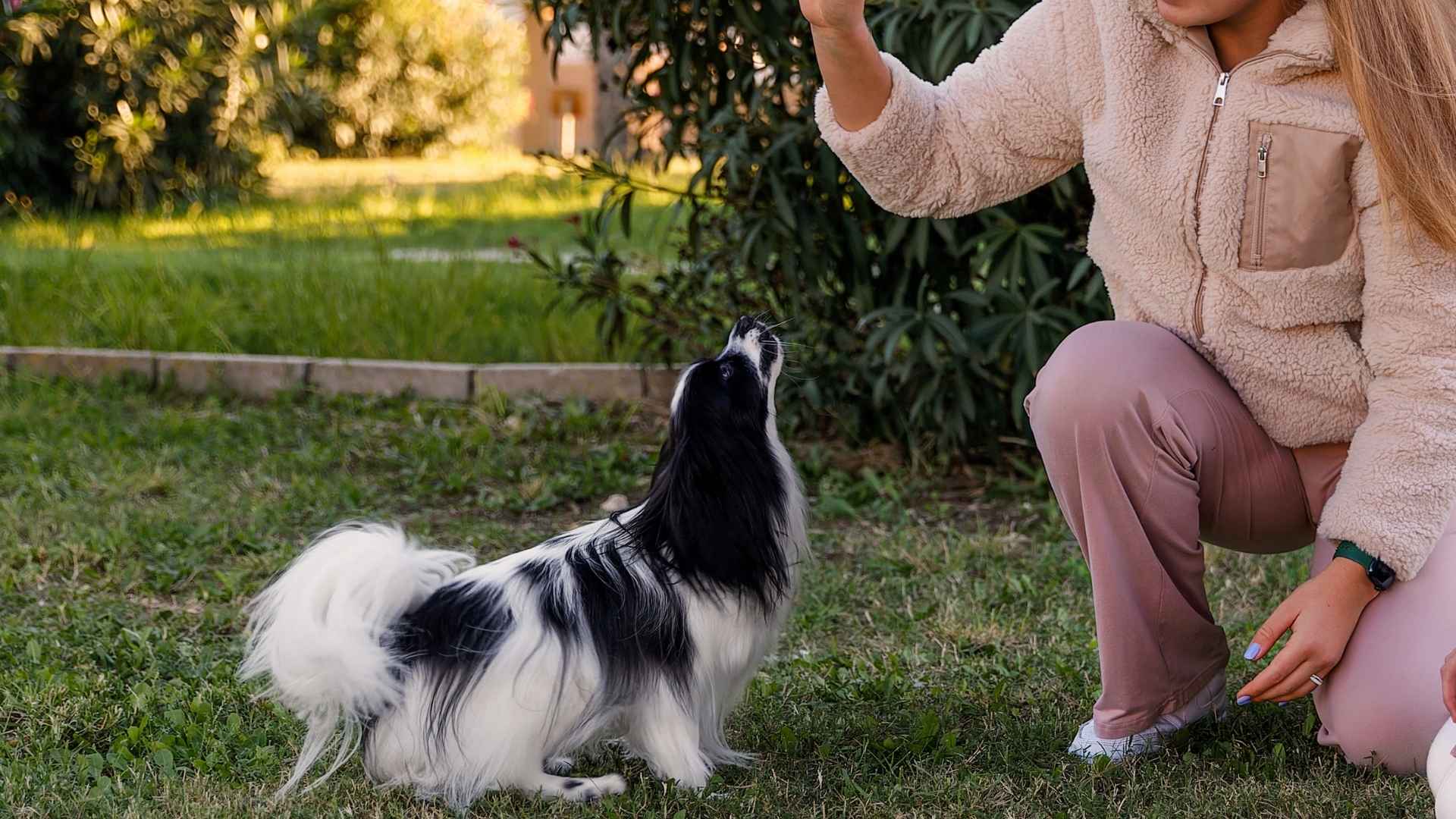 9 Dog Breeds That Never Forget Their First Trainer