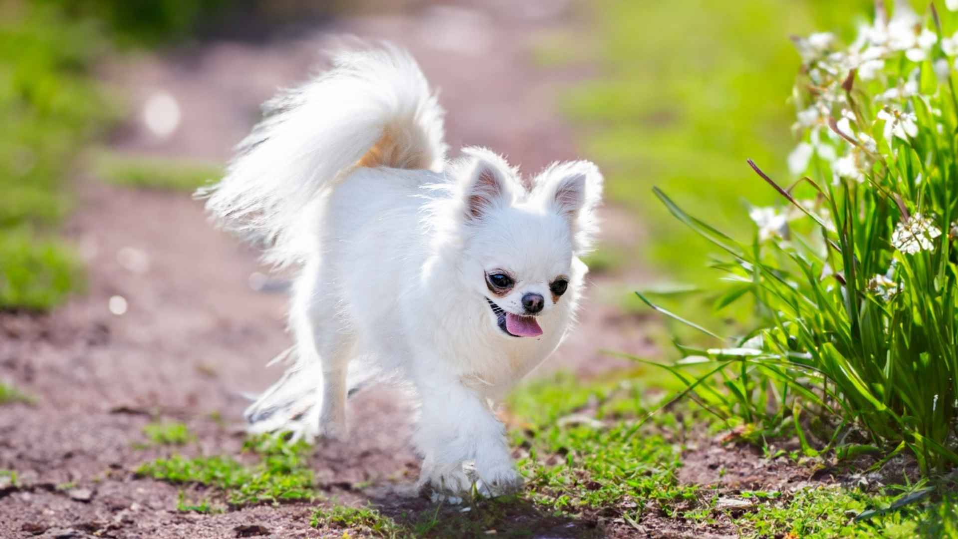 9 Dog Breeds That Never Grow Up!