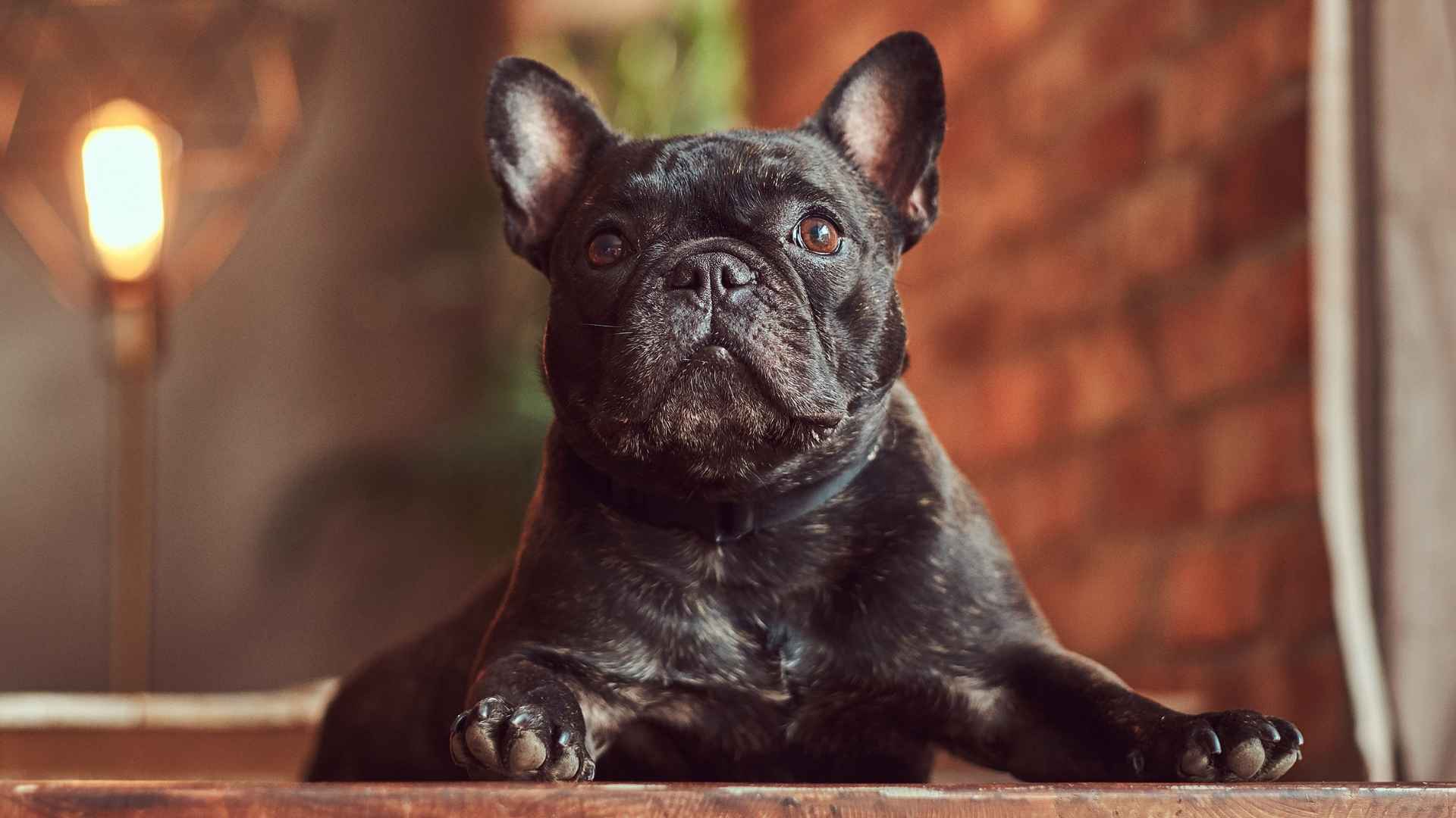 9 Dog Breeds That Rarely Bark Indoors
