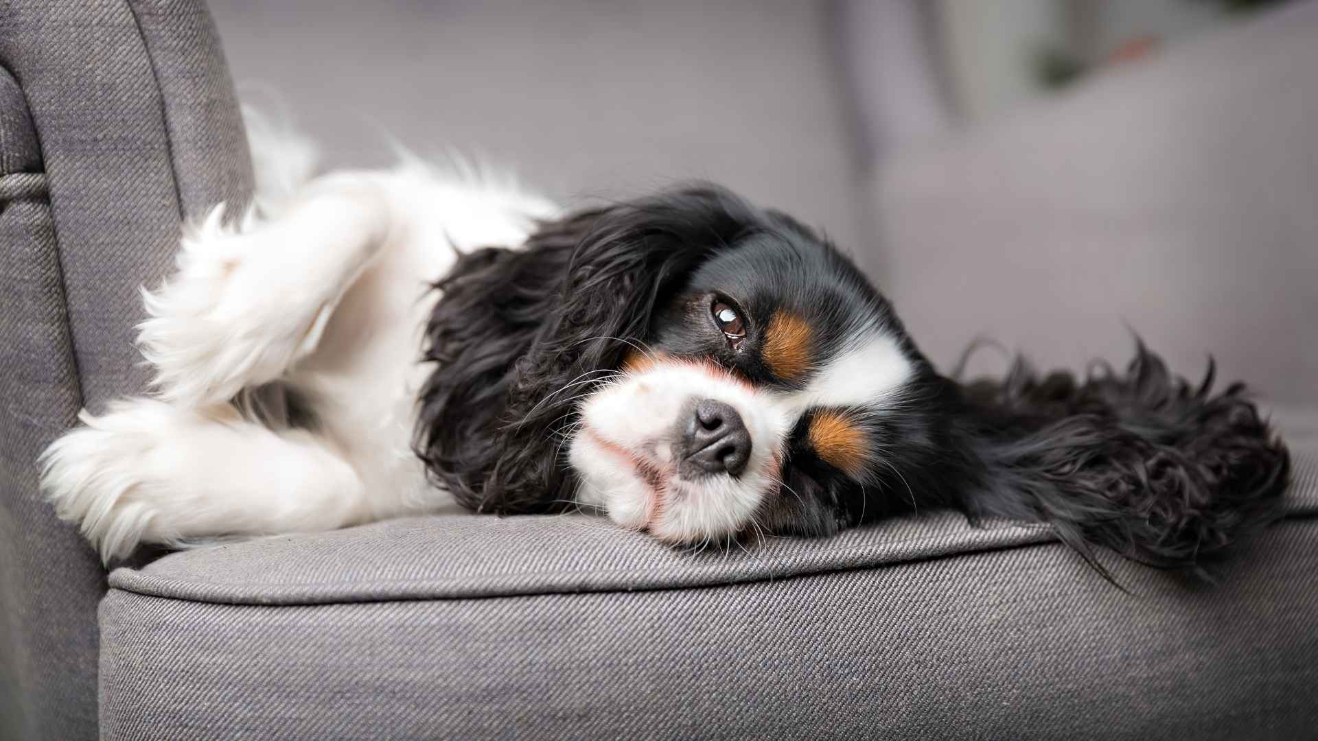 Dog Breeds That Rarely Show Signs Of Stress