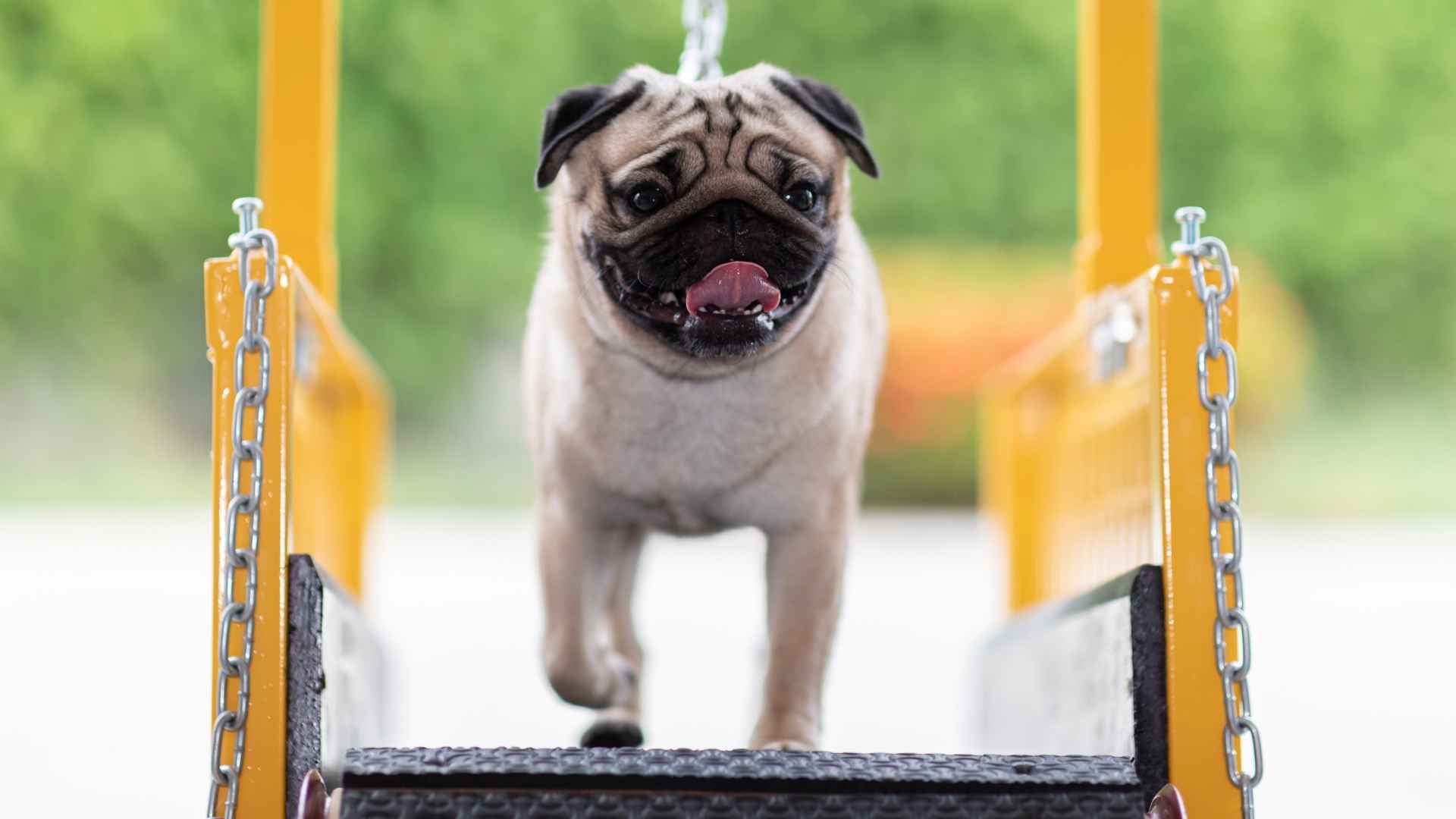 9 Dog Breeds That Require Minimal Exercise for Relaxed Owners
