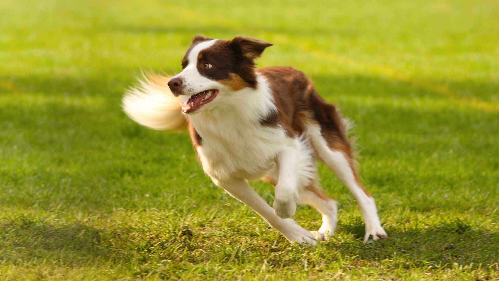 9 Dog Breeds That Run Around Playgrounds Like Races