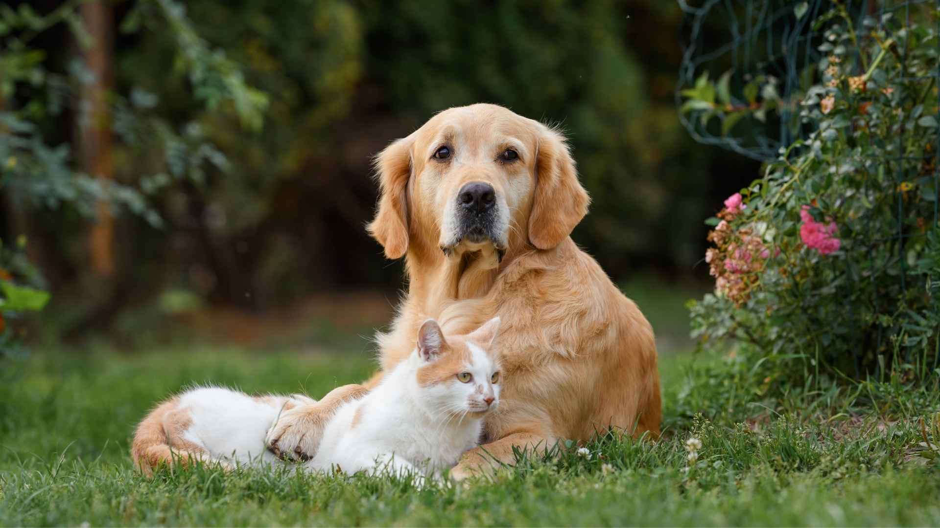 9 Dog Breeds That Share Outdoor Spaces With Other Pets