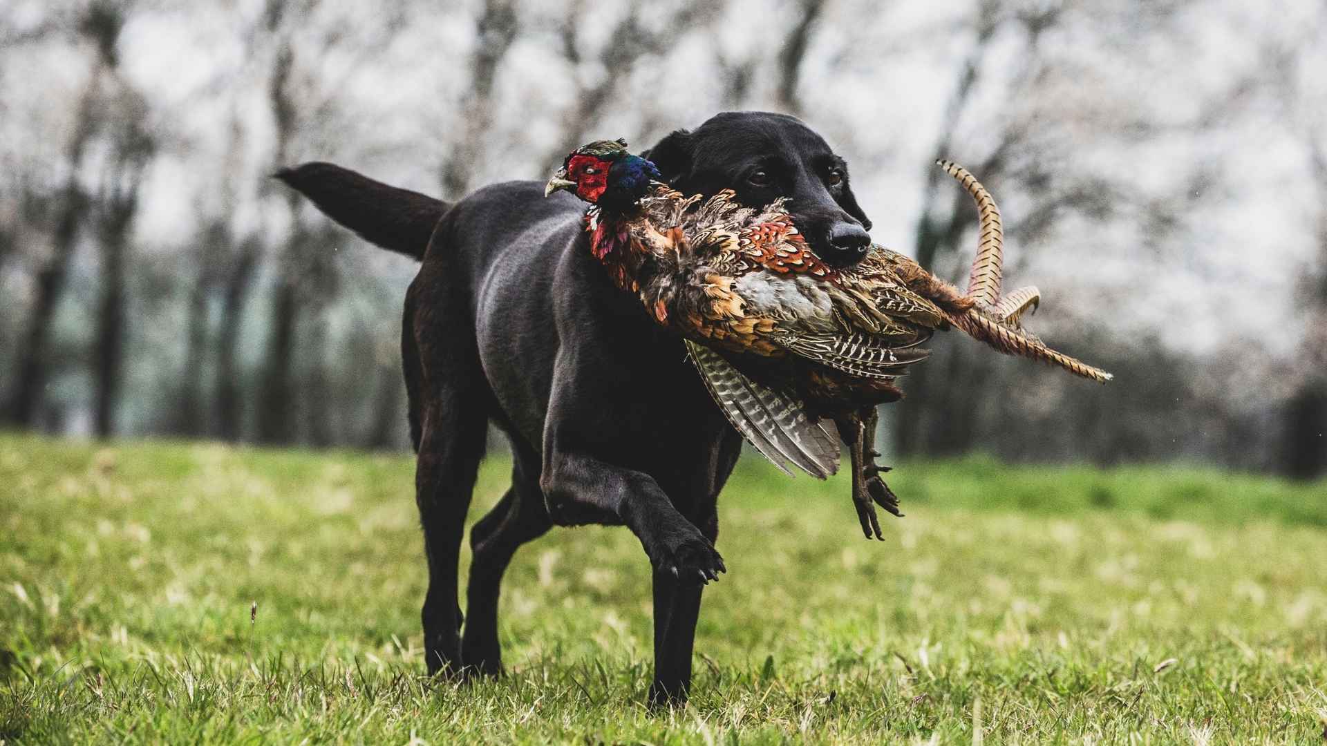 9 Dog Breeds That Spot Birds Landing On Fields Instantly