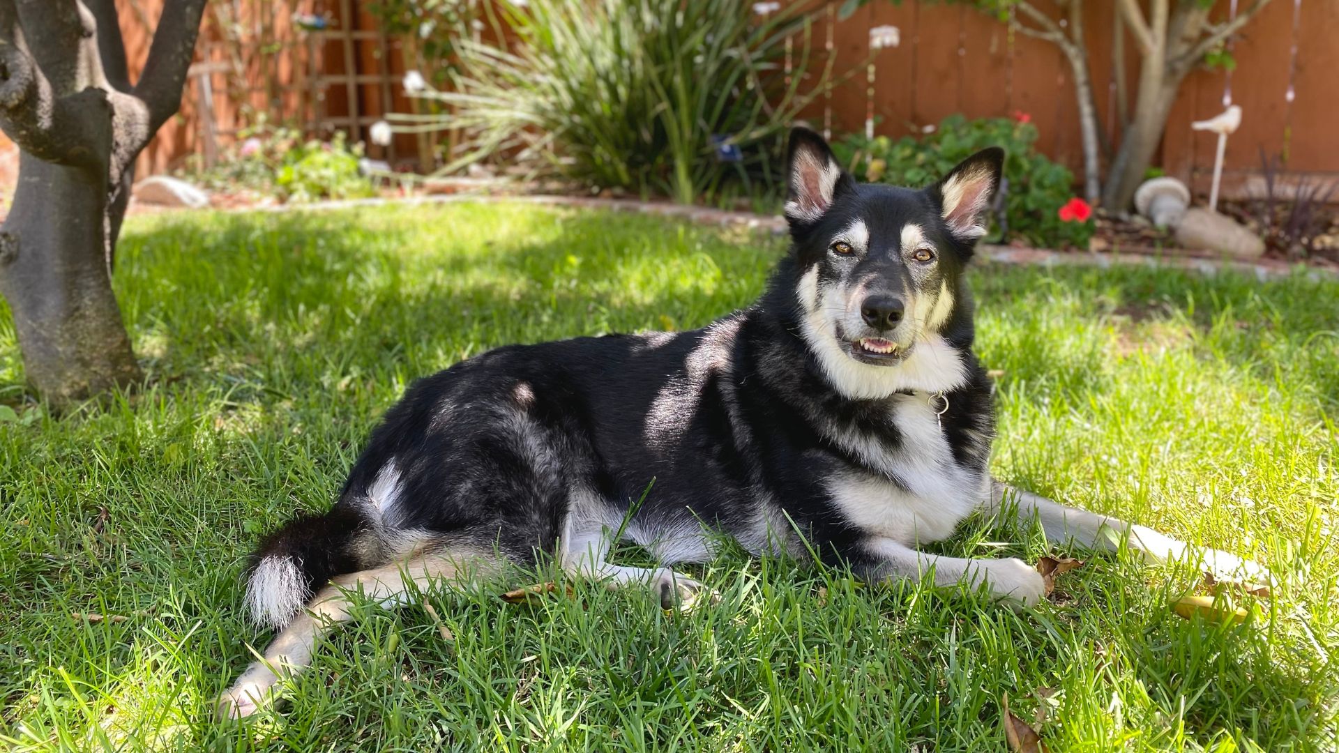 9 Dog Breeds That Stay Happy Without Large Yards