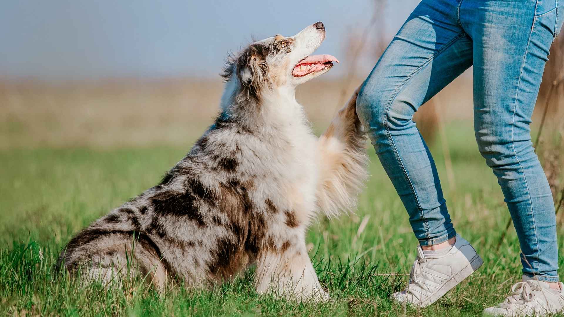 9 Dog Breeds That Stay In Your Heart Forever