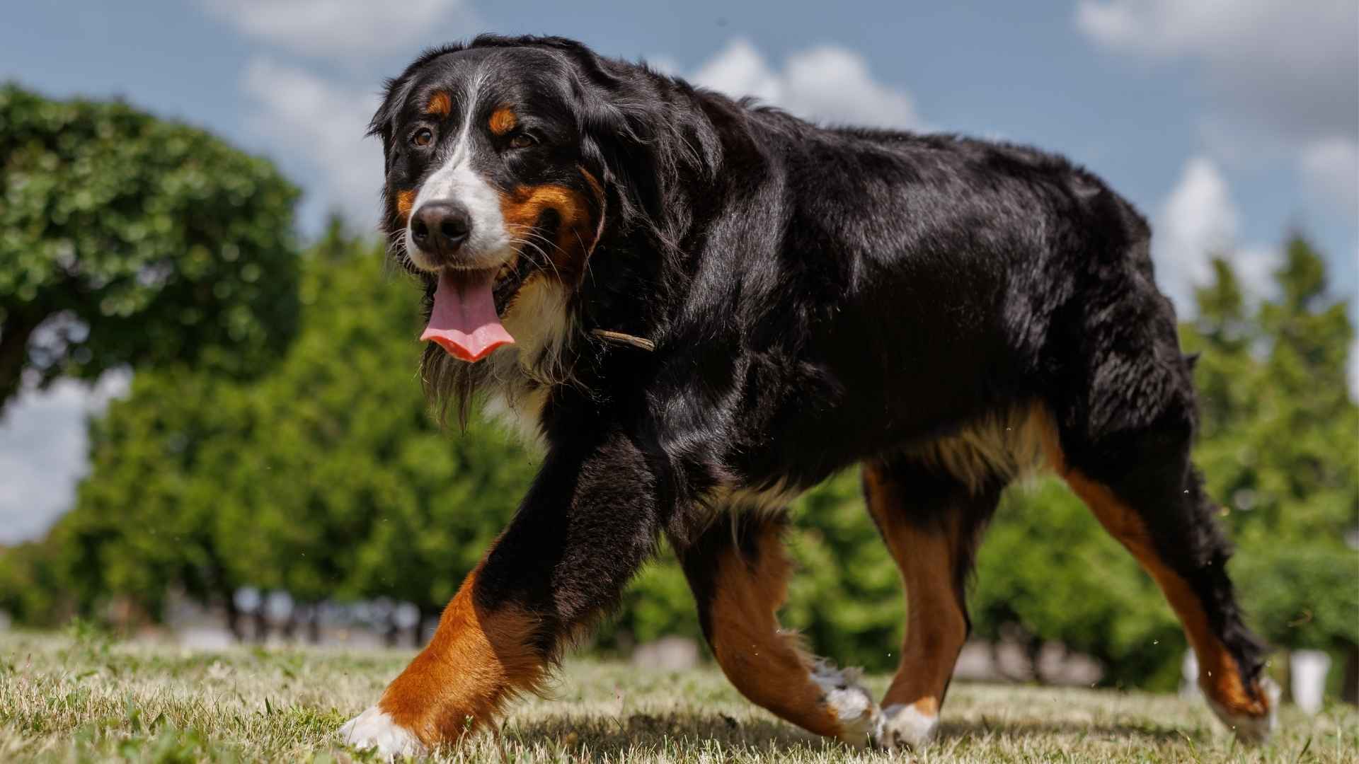 9 Dog Breeds That Stay Playful Into Old Age and Keep Their Puppy Energy for Life