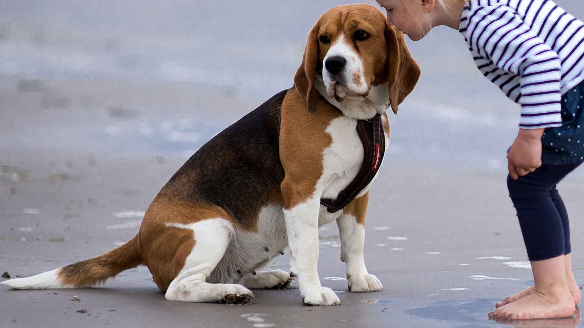 9 Dog Breeds That Sync With Toddlers' Energy: Perfect Play Partners