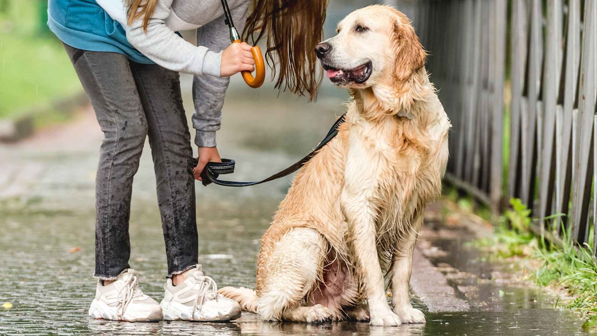 9 Dog Breeds That Thrive in Wet Climates: Wagging Through the Rain