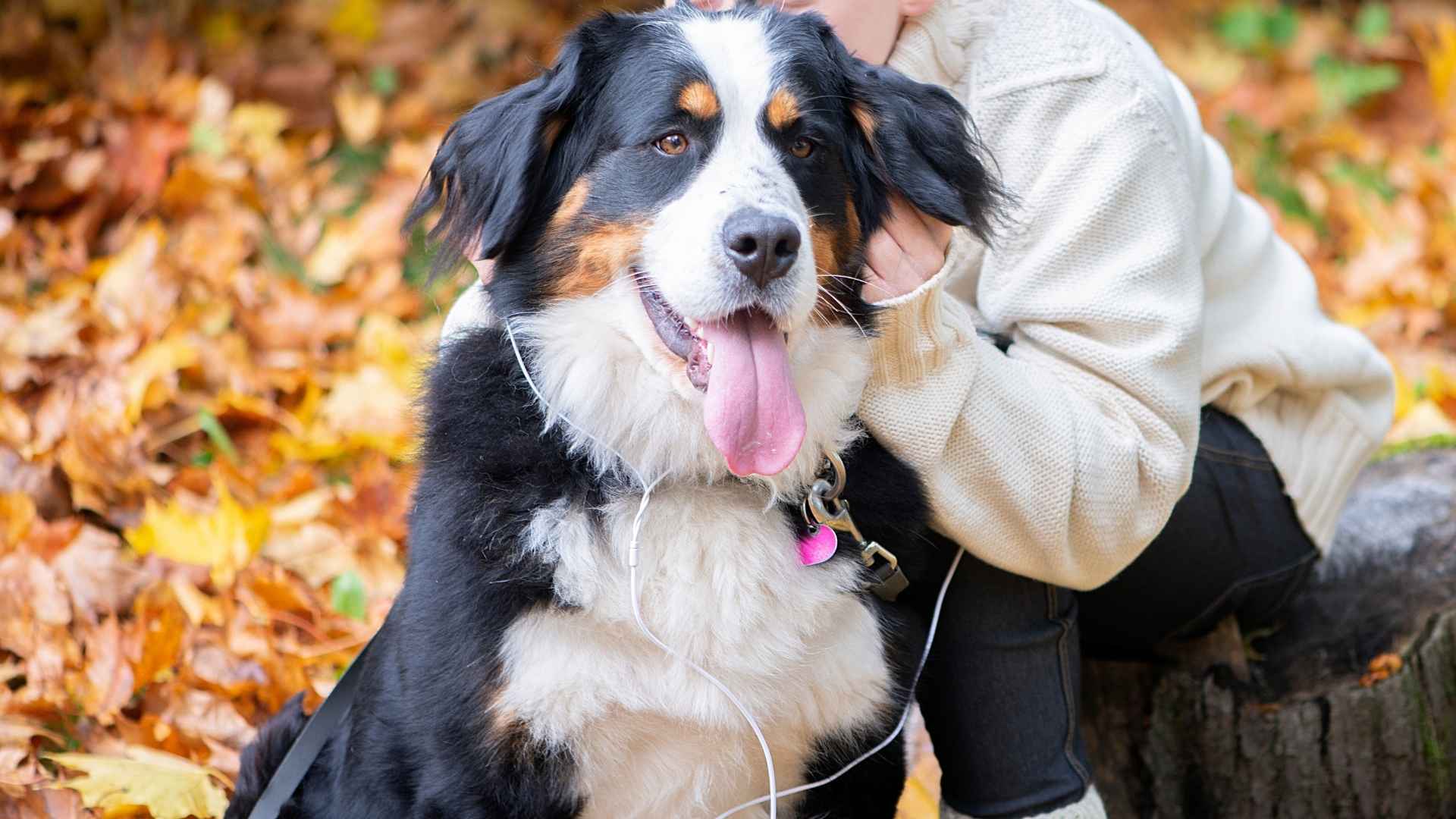 9 Dog Breeds That Tolerate Kids Pulling Their Ears Playfully