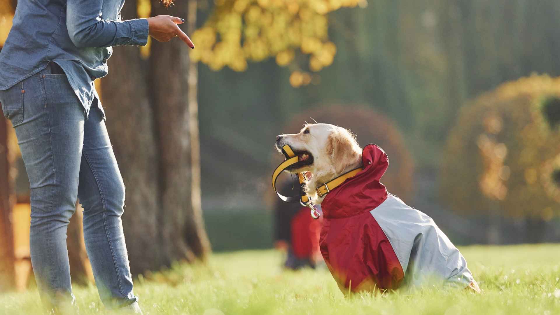9 Dog Breeds That Understand Hand Signals Instantly and Effectively