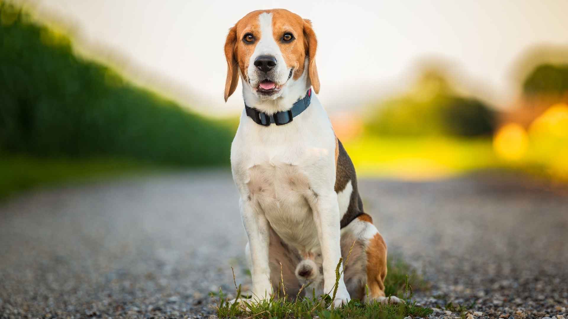 9 Dog Breeds Under 40 Pounds You’ll Fall in Love With