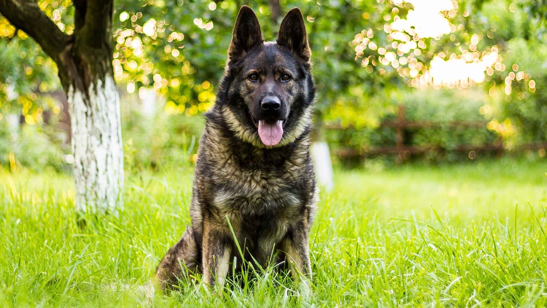 9 Dog Breeds Used Historically In War Fields