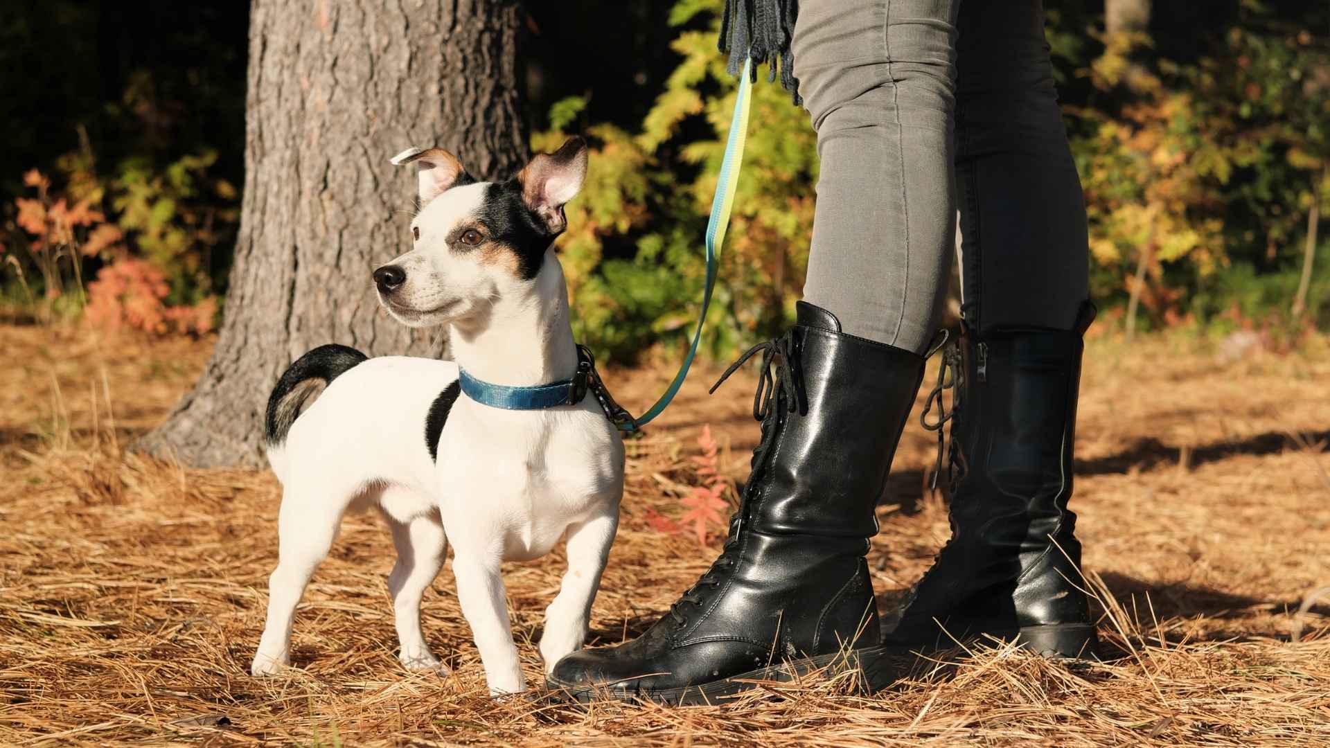 9 Dog Breeds Who Seize The Day EVERY Day