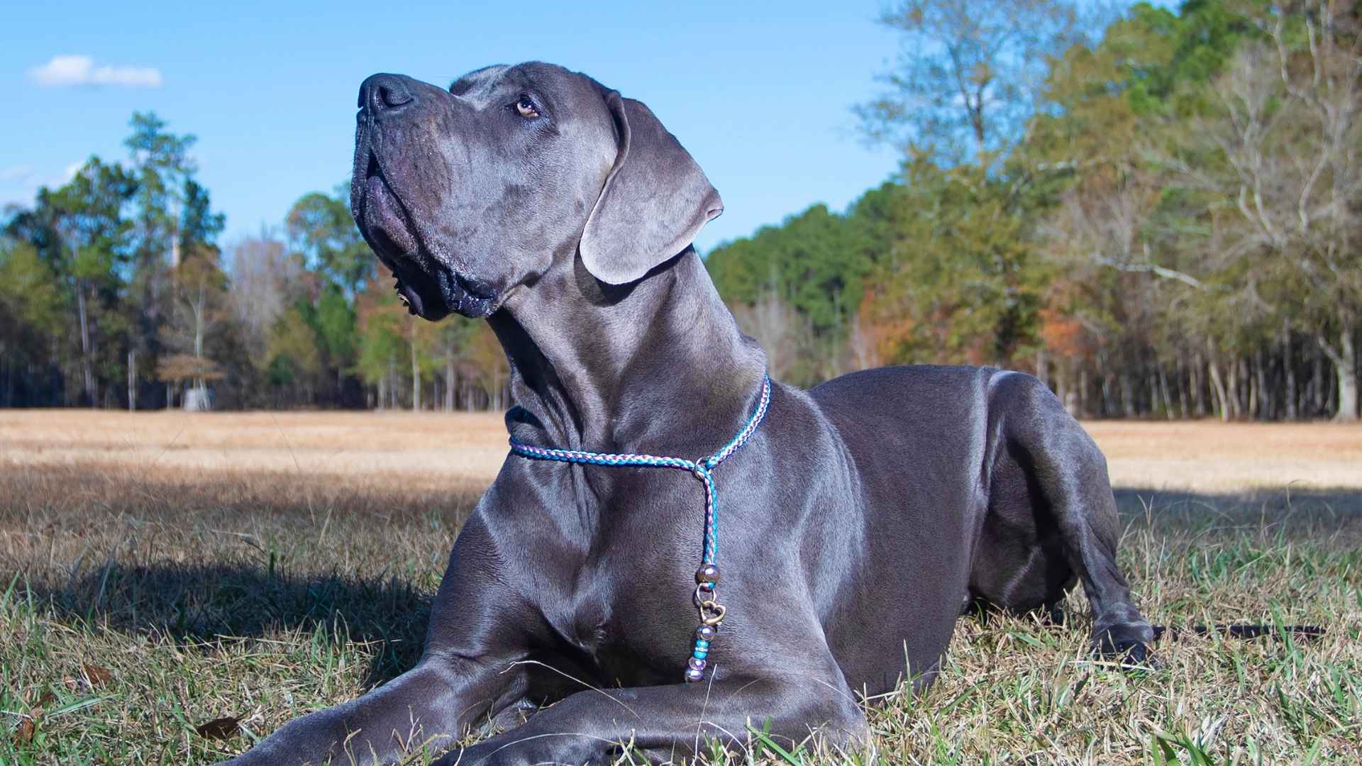 9 Dog Breeds With Blue Coats That Are Truly Unique