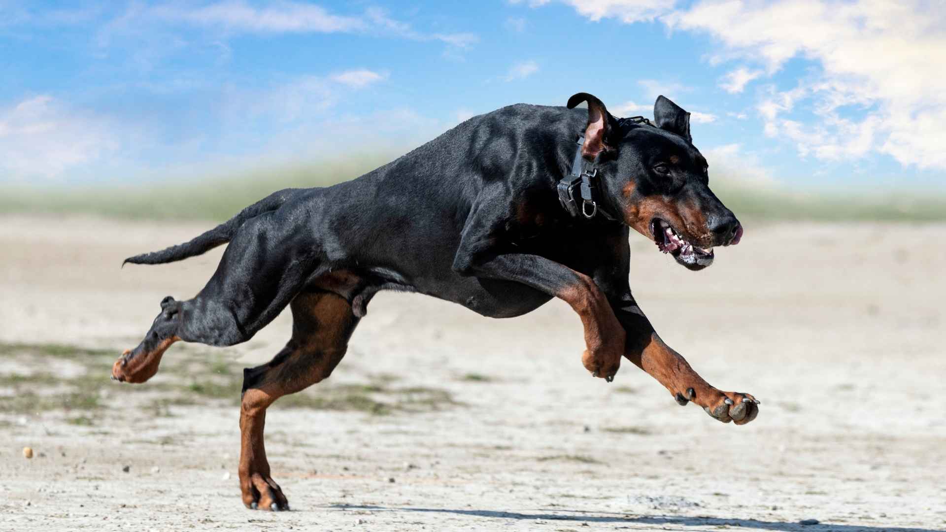 9 Dog Breeds With Exceptional Stamina That Never Seem to Tire