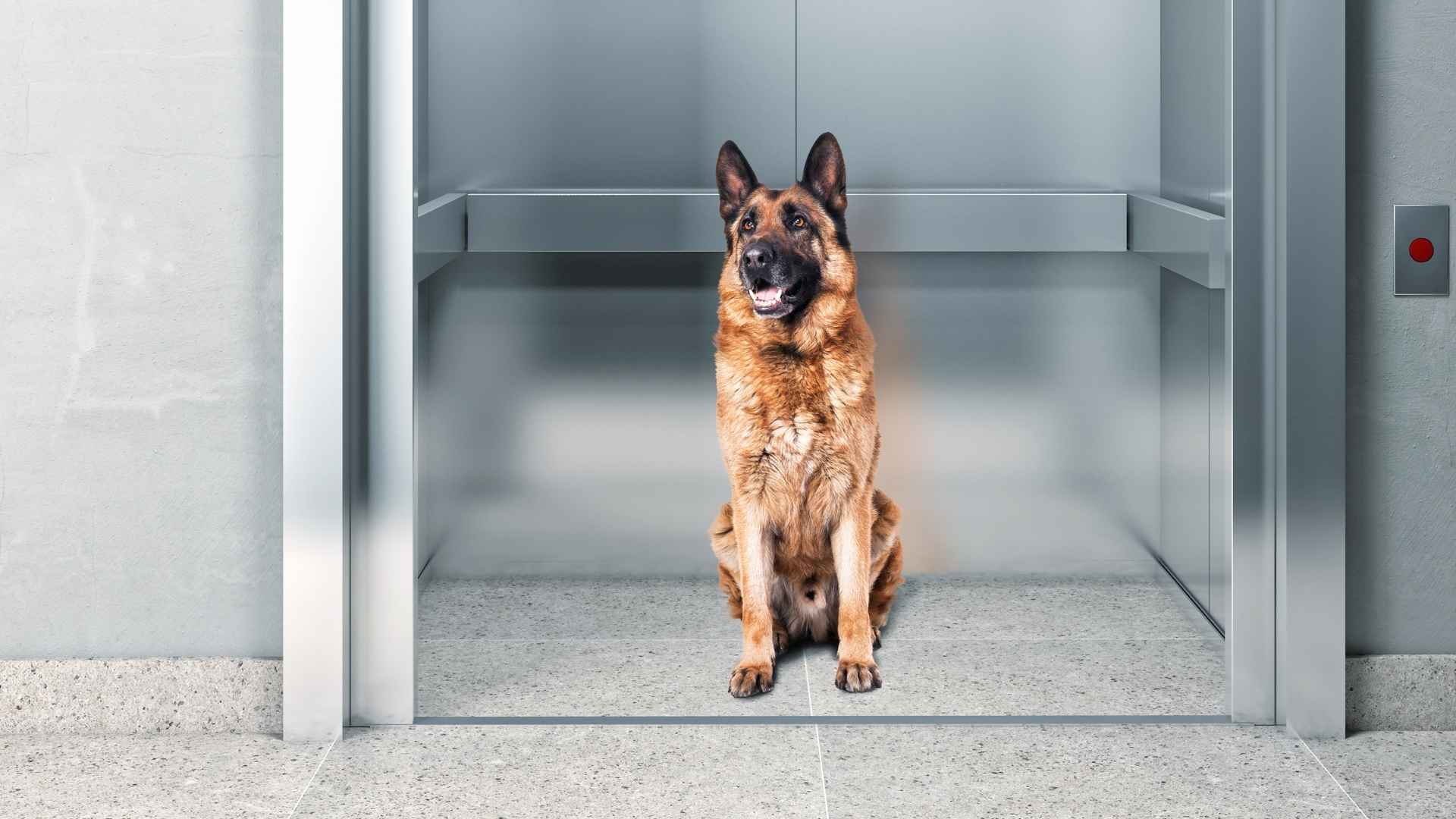9 Dog Breeds With Low Elevator Anxiety That Adapt to Lifts Easily