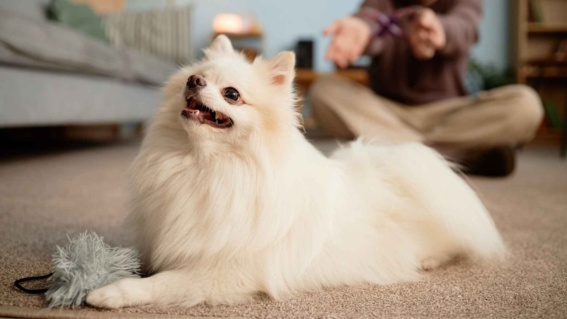 9 Dog Breeds With Minimal Drool That Are Big on Charm