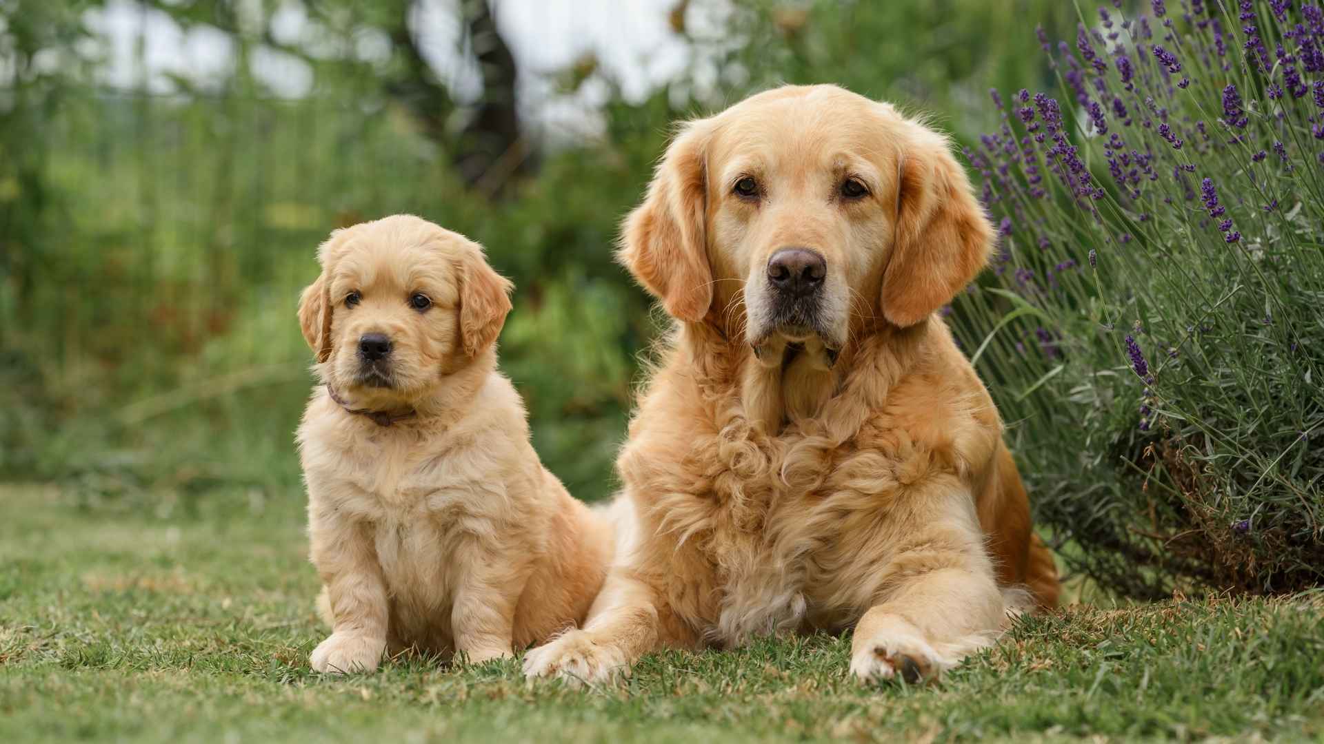 9 Dog Breeds With Most Beautiful Puppies That Win on Cuteness