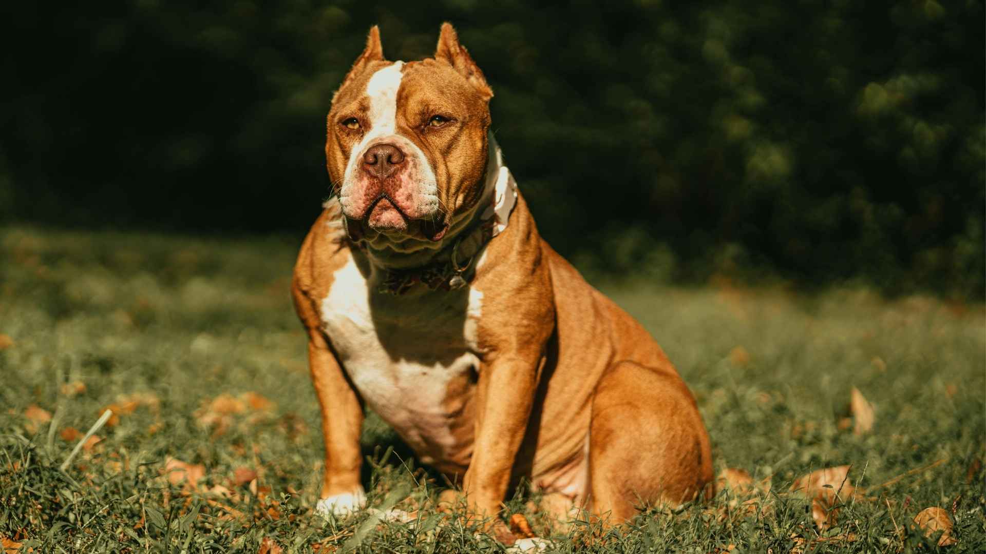 9 Dog Breeds With Most Shredded Back Muscle Lines