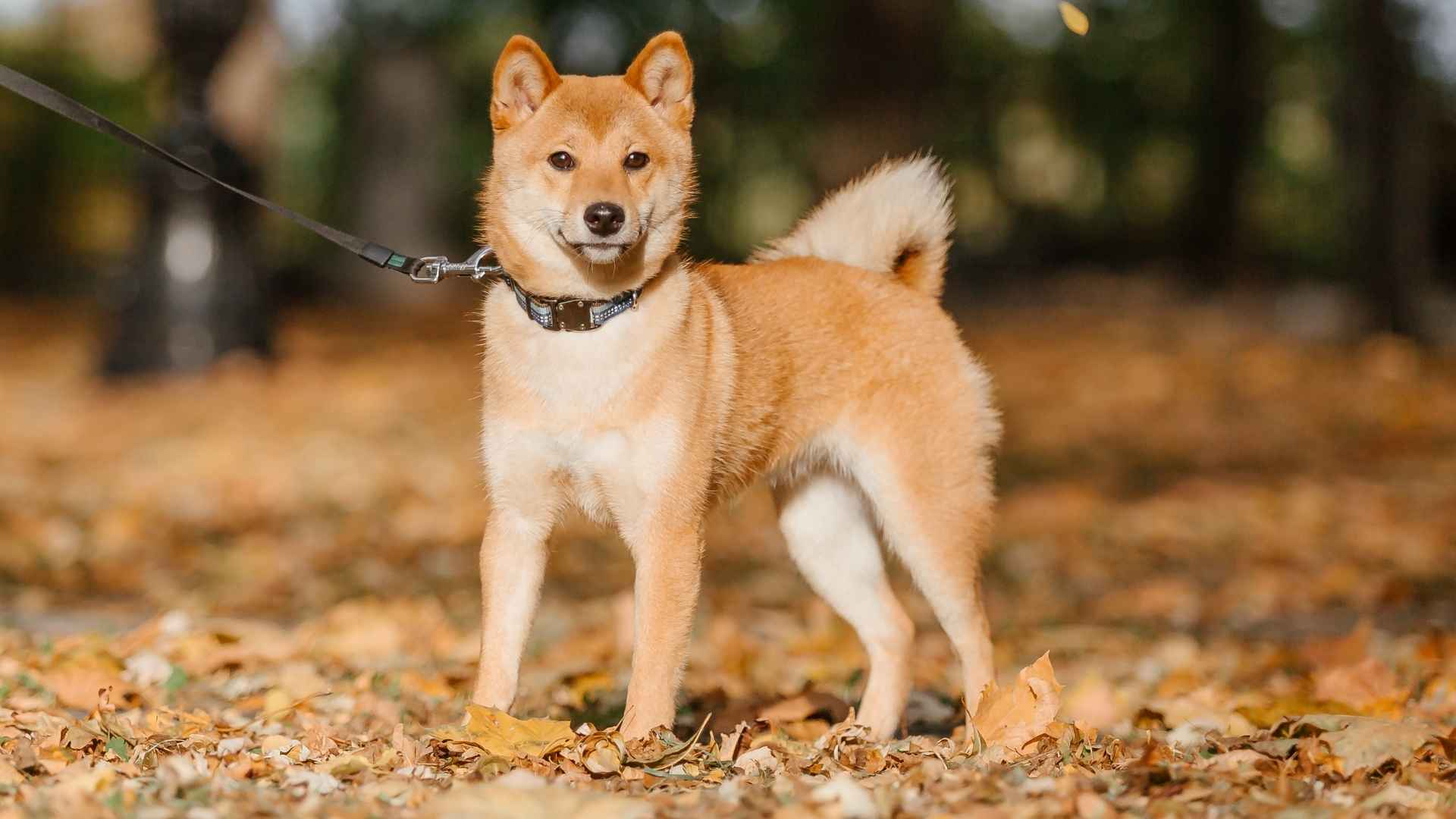 9 Dog Breeds With Naturally Clean Coats That Make Life (and Cleaning) Easier