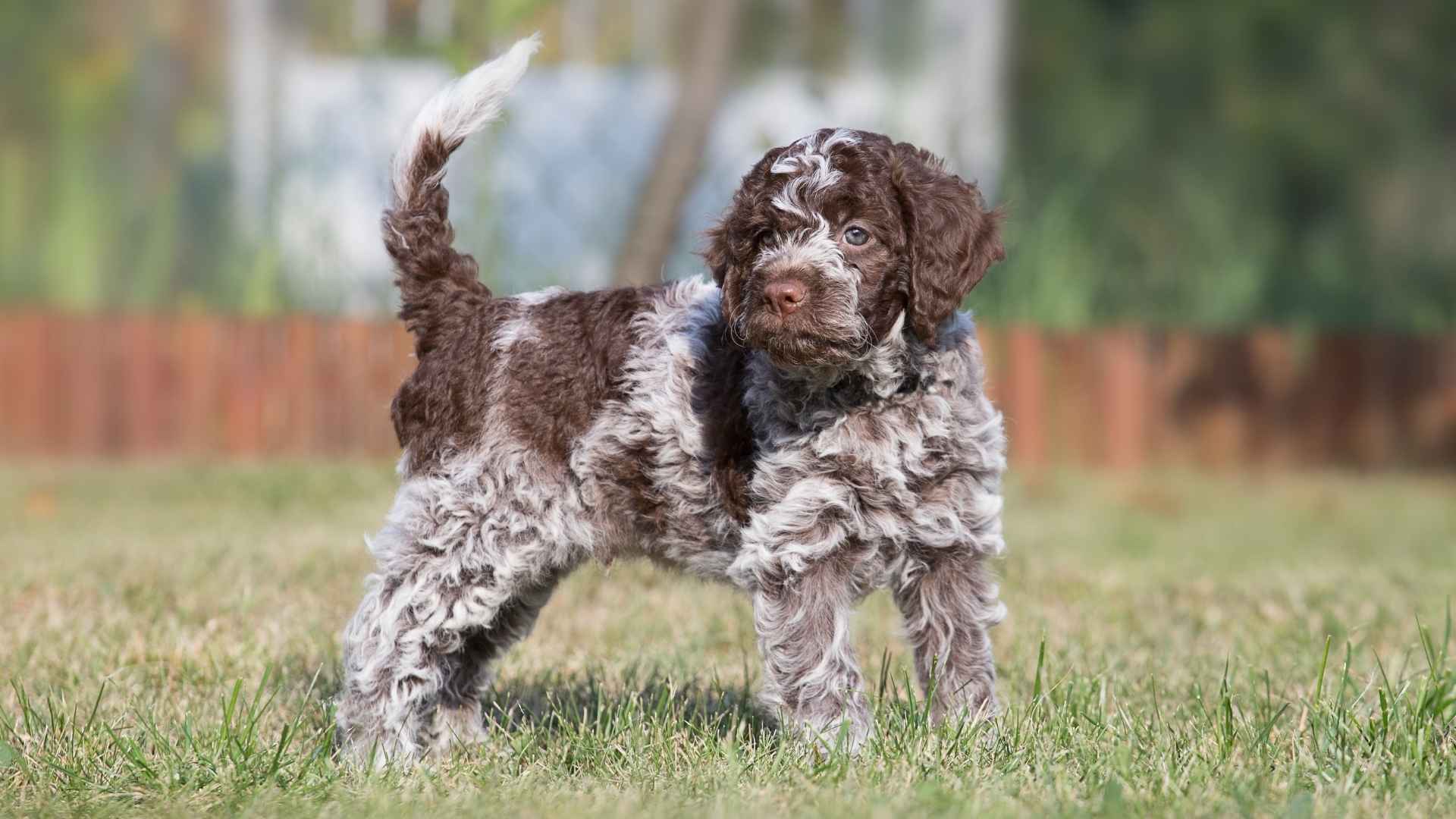 9 Dog Breeds With Naturally Wavy Fur That Are Both Stylish and Adorable