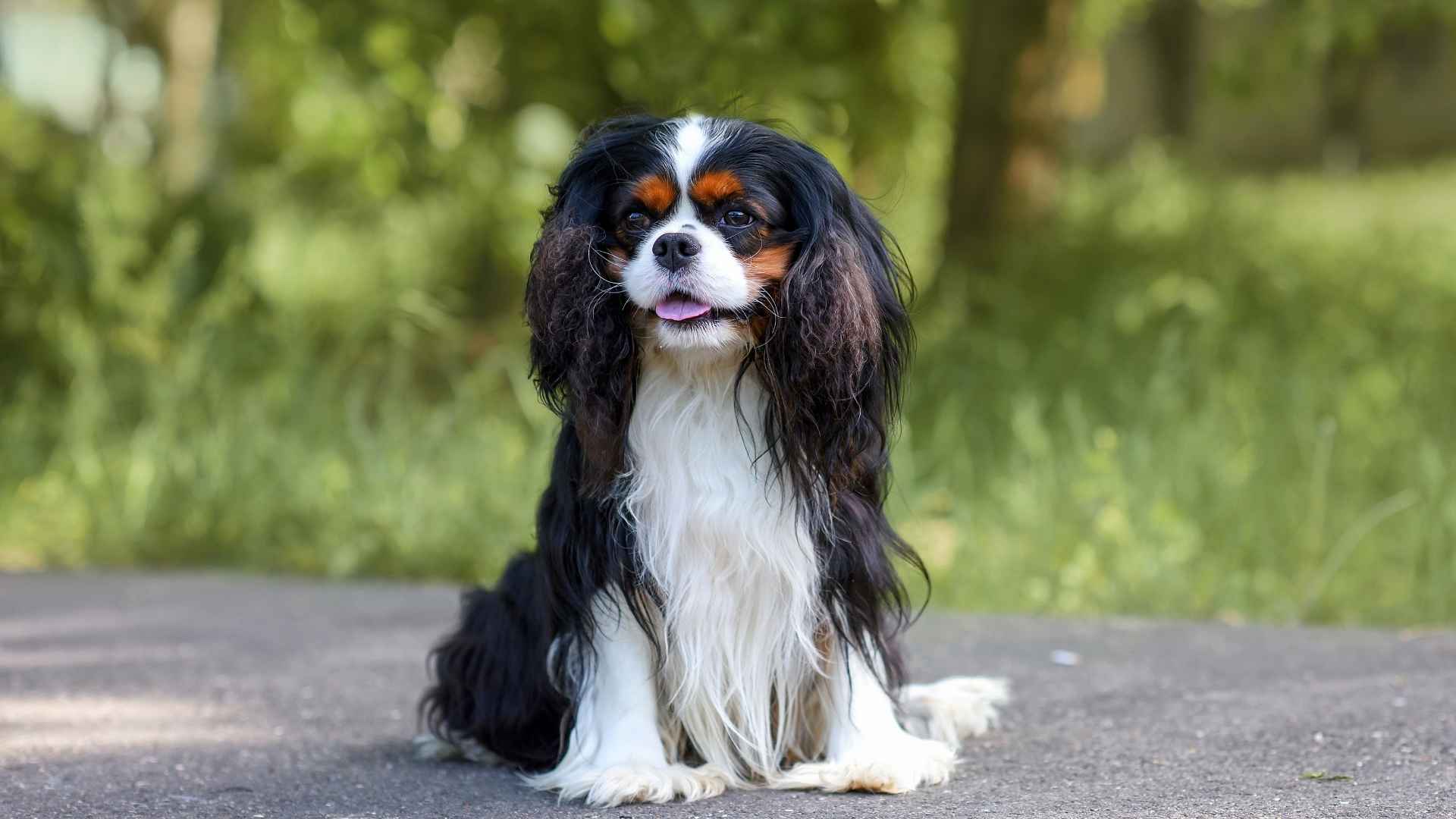 9 Dog Breeds With Surprisingly Calm Personalities for Relaxed Living