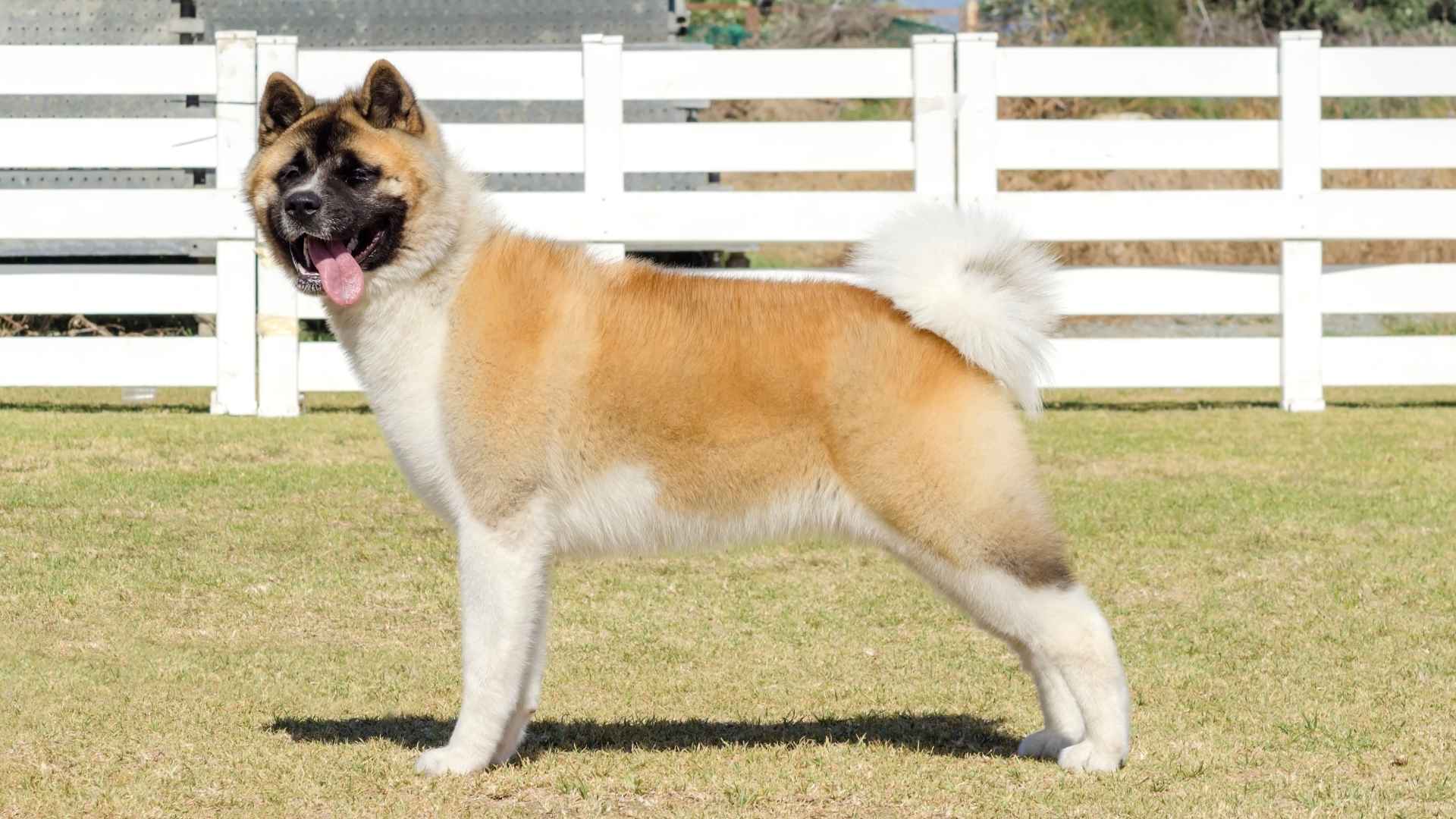 9 Dog Breeds With Unique Facial Markings You’ll Never Forget