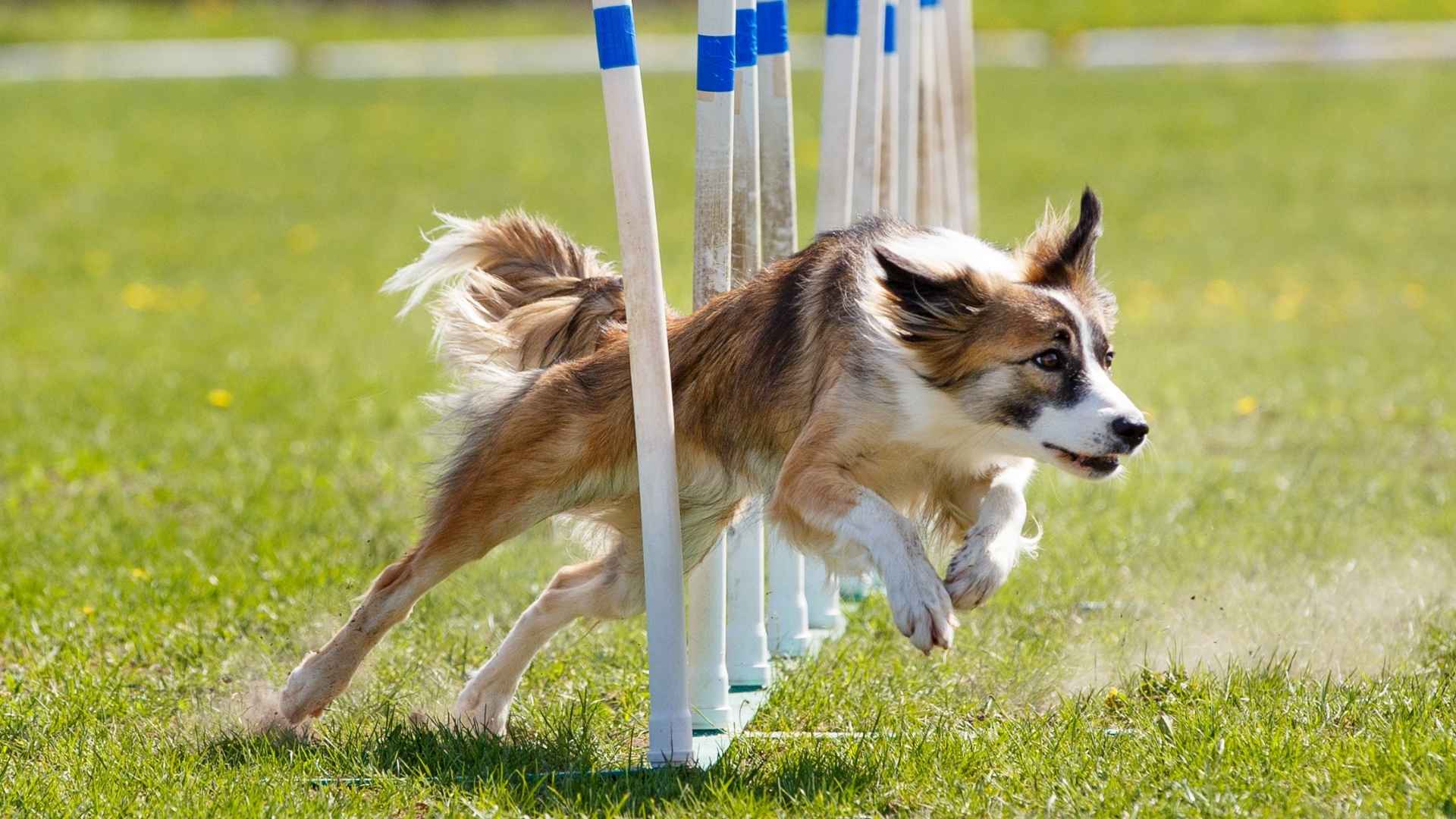 9 Dog Breeds With the Most Impressive Athletic Abilities