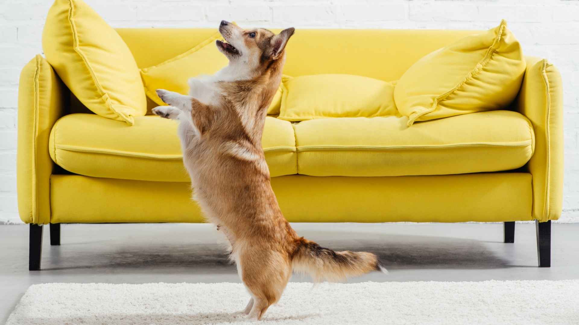 9 Dog Breeds With the Most Over-the-Top Happy Dances