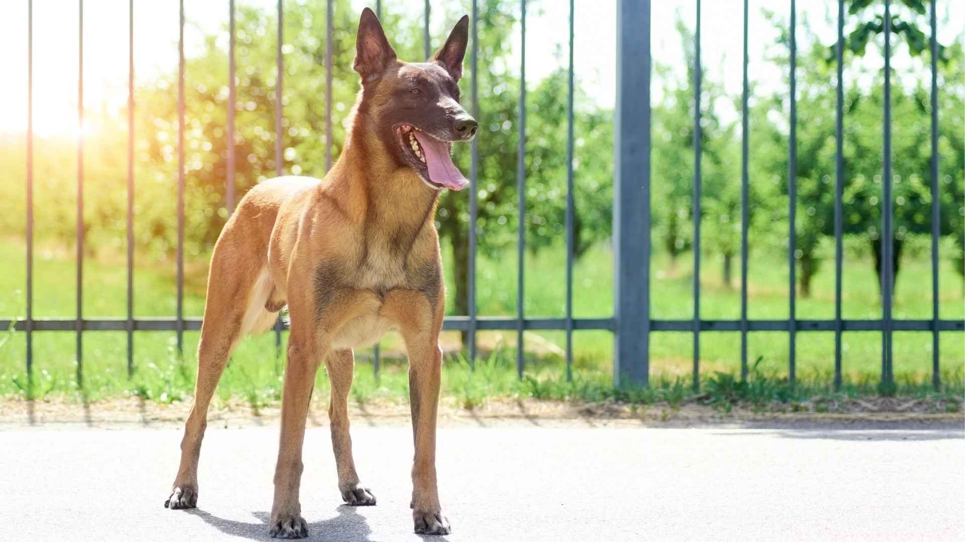 9 Dog Breeds With the Strongest Protective Instincts