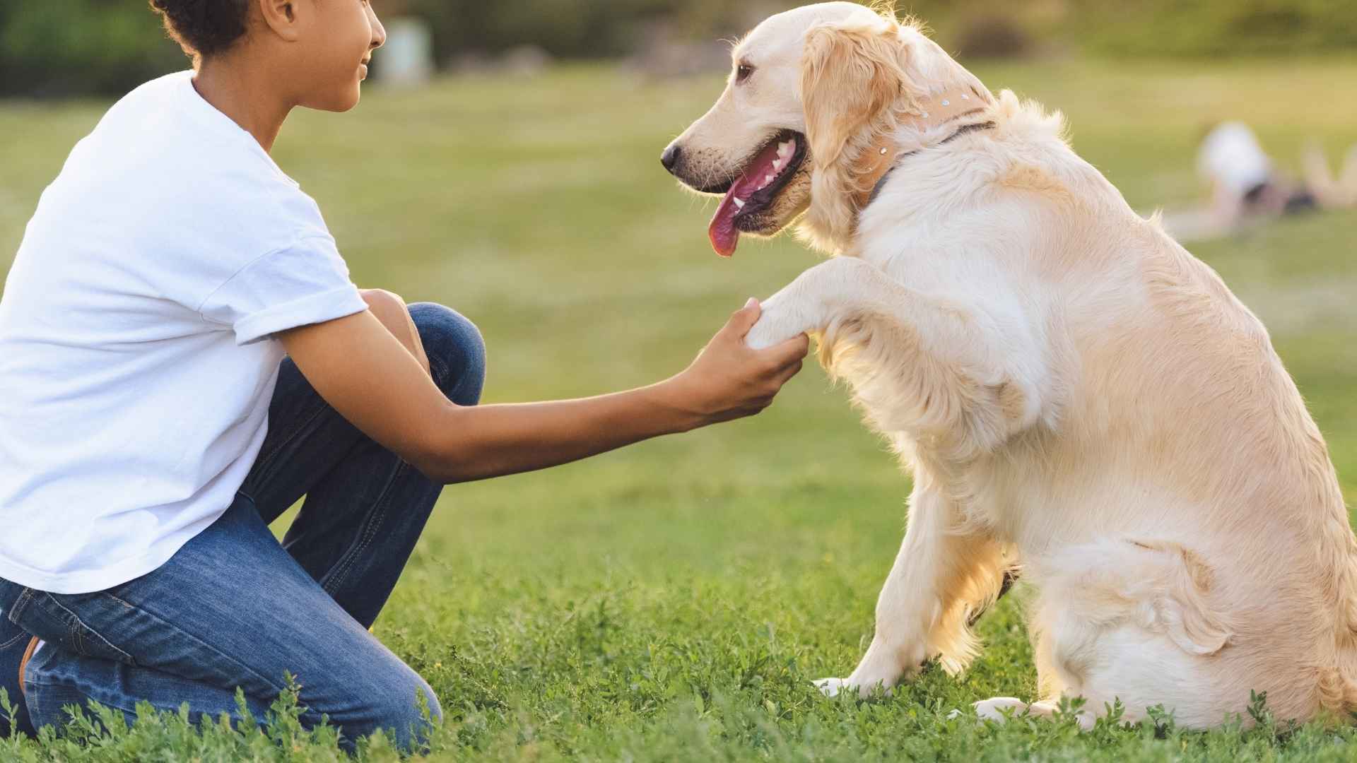 9 Dog Breeds for Autism Support and Assistance