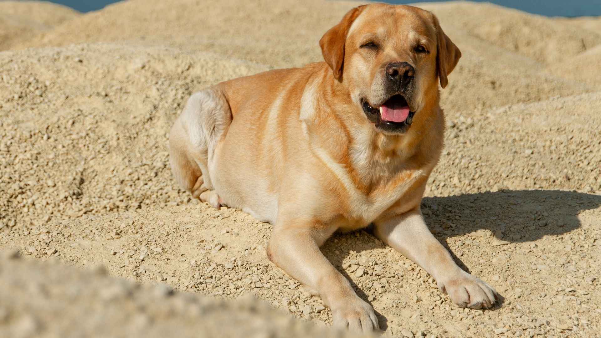 9 Dog Breeds for Desert Life That Thrive in Hot and Arid Climates