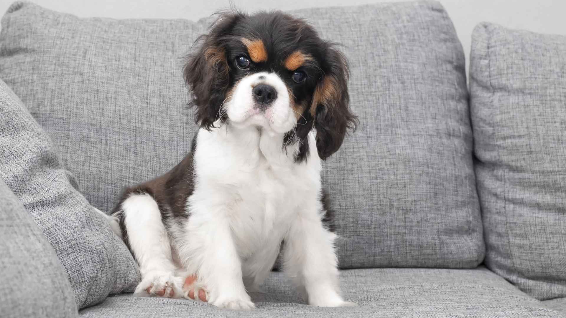 9 Dog Breeds for People Who Work Long Hours With Busy Schedules