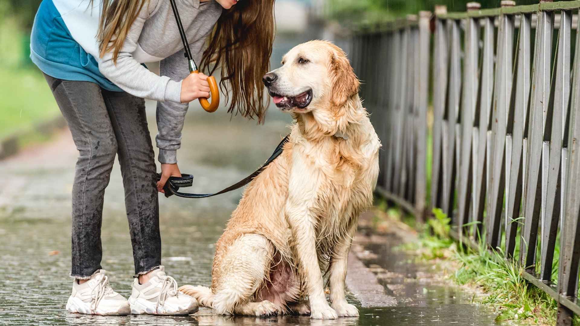 9 Dog Breeds for Wet Weather: Built for Rainy and Muddy Conditions