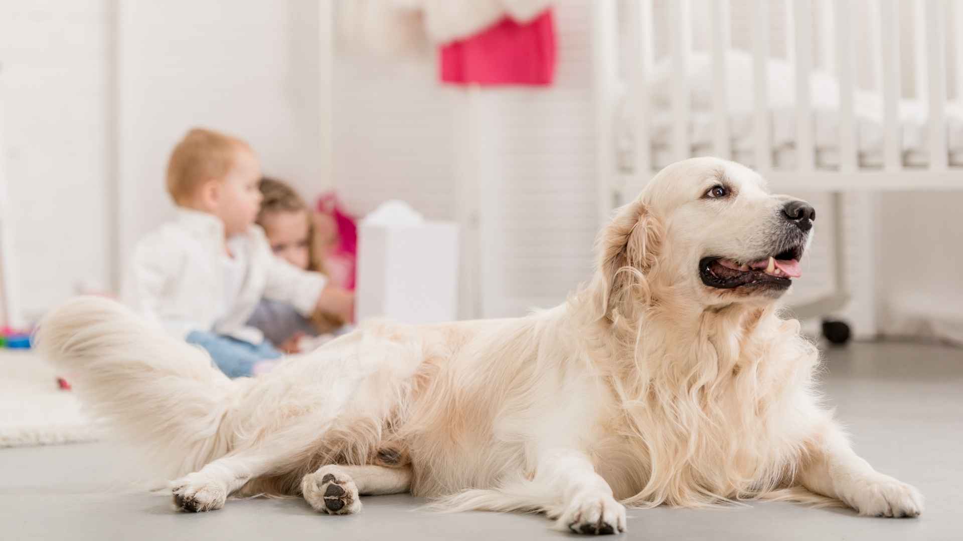 9 Dog Breeds that Babysit Your Kids Safely and Affectionately