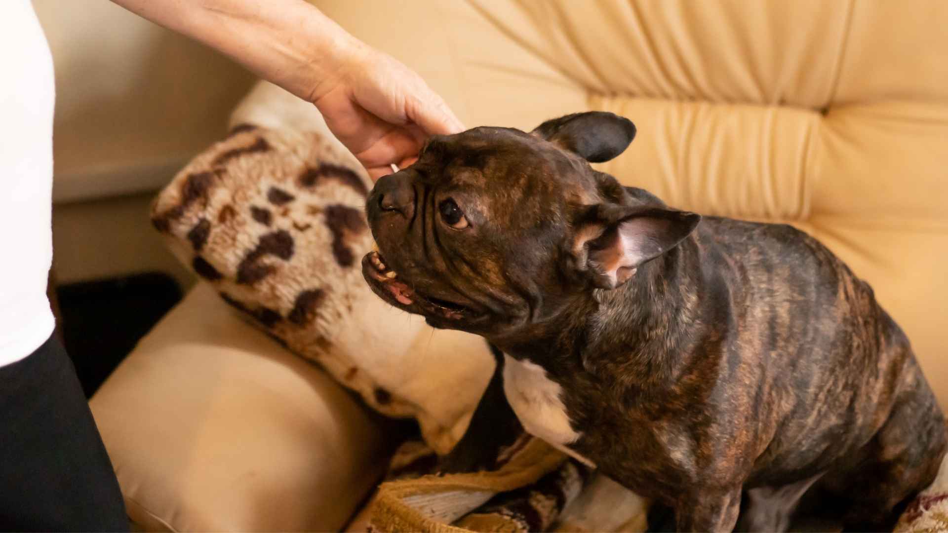 9 Dog Breeds that Bark Softly when Owners are Upset