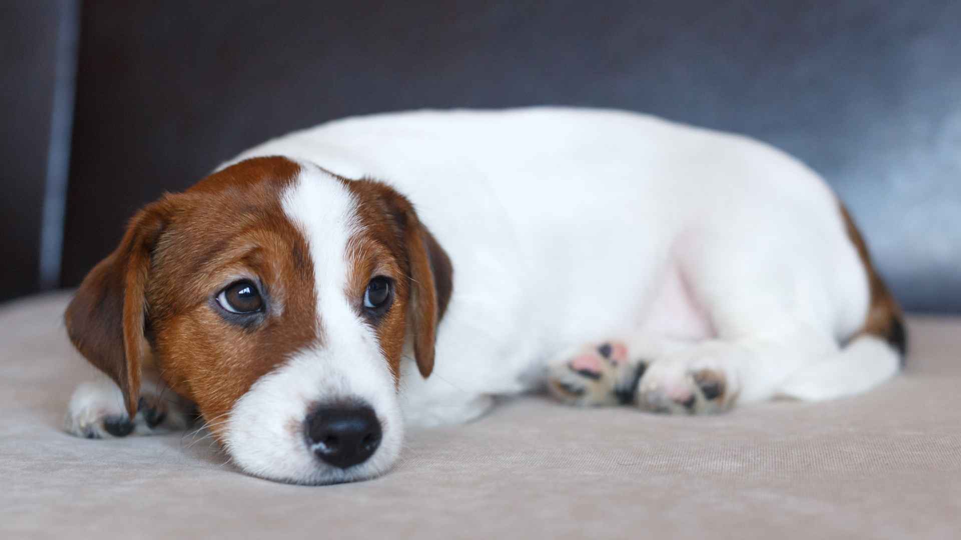 9 Dog Breeds that Easily Get Bored and Demand Daily Activity
